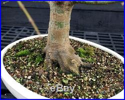 Bonsai Tree Sharpes Pigmy Maple JMSPST-202