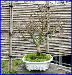 Bonsai Tree Sharpes Pigmy Maple JMSP-109A