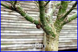 Bonsai Tree Sharpes Pigmy Maple JMSP-109A