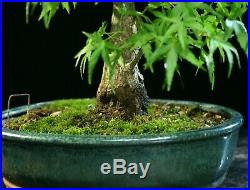 Bonsai Tree Sharpes Pigmy Maple JMSP-626A