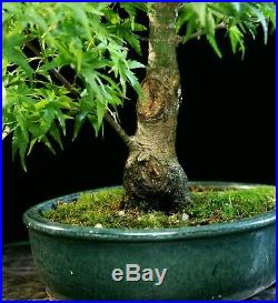 Bonsai Tree Sharpes Pigmy Maple JMSP-626A