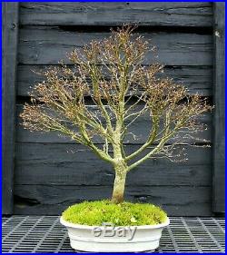 Bonsai Tree Sharpes Pigmy Maple Specimen Tree JMSPST-304