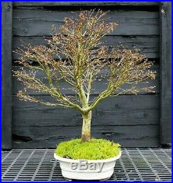 Bonsai Tree Sharpes Pigmy Maple Specimen Tree JMSPST-304