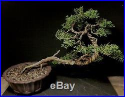 Bonsai Tree Shimpaku 11 tall, 14+ Years Old, Yixing Zisha Pot With Chop Mark