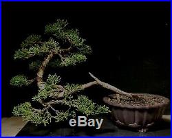 Bonsai Tree Shimpaku 11 tall, 14+ Years Old, Yixing Zisha Pot With Chop Mark