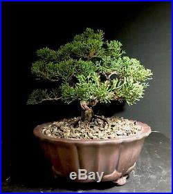 Bonsai Tree Shimpaku 9.5 tall, 14+ Years Old, Yixing Zisha Pot With Chop Mark
