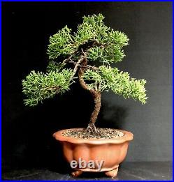 Bonsai Tree Shimpaku Juniper 9 Years 10 Tall, Yixing Zisha Pot, Wire Trained