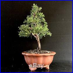 Bonsai Tree Shimpaku Juniper 9 Years 9 3/4 Tall, Yixing Zisha Pot, Wire Trained