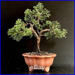 Bonsai Tree Shimpaku Juniper 9 Years 9 3/4 Tall, Yixing Zisha Pot, Wire Trained
