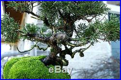 Bonsai Tree Shimpaku Juniper Itoigawa Lace Rock Planting SJILR-1229A