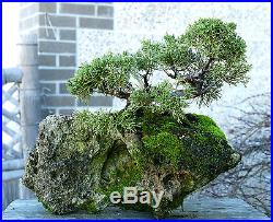 Bonsai Tree Shimpaku Juniper Itoigawa Lace Rock Planting SJILR-1229D