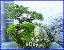 Bonsai Tree Shimpaku Juniper Itoigawa Lace Rock Planting SJILR-1229D