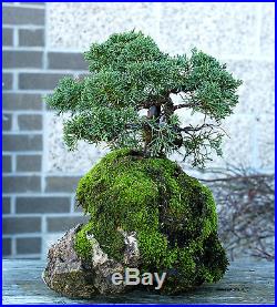 Bonsai Tree Shimpaku Juniper Itoigawa Lace Rock Planting SJILR-1229E