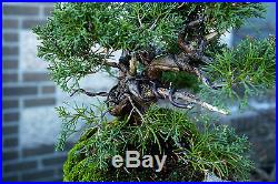 Bonsai Tree Shimpaku Juniper Itoigawa Lace Rock Planting SJILR-1229E