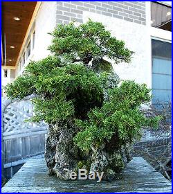 Bonsai Tree Shimpaku Juniper Itoigawa Three Tree Lace Rock Planting SJILR-1229F