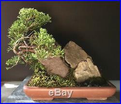 Bonsai Tree Shimpaku Juniper Saikei Windswept 10 1/4 Tall Red Rock Sandstone