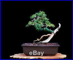 Bonsai Tree Shohin Japanese Juniper (Procumbens Nana) in Tokoname Clay Pot
