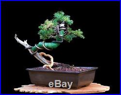 Bonsai Tree Shohin Japanese Juniper (Procumbens Nana) in Tokoname Clay Pot