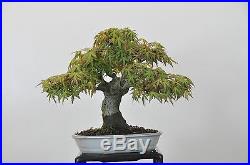 Bonsai Tree Shohin Japanese Maple