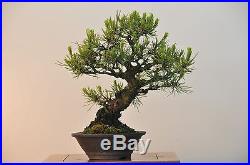 Bonsai Tree Shohin Japanese Red Pine