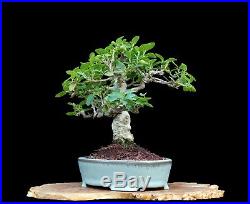 Bonsai Tree Small Leaf Ficus (Ficus Burtt-Davyi) in Rare Jim Barret Pot
