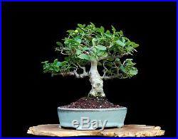 Bonsai Tree Small Leaf Ficus (Ficus Burtt-Davyi) in Rare Jim Barret Pot