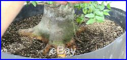 Bonsai Tree, Southern Hackberry, Hollow Trunk Style, Old Tree, Beautiful Roots