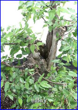 Bonsai Tree, Southern Hackberry, Hollow Trunk Style, Old Tree, Beautiful Roots