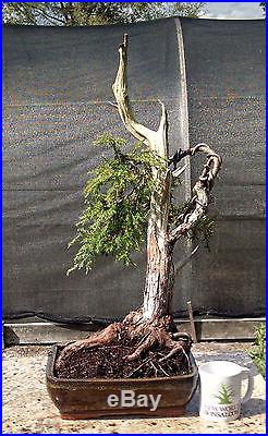 Bonsai Tree, Southern Redcedar, Juniperus silicicola, Quality Styled Bonsai! #2