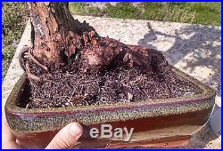 Bonsai Tree, Southern Redcedar, Juniperus silicicola, Quality Styled Bonsai! #2