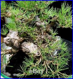 Bonsai Tree Specimen 5 tree group planting Japanese Black Pine JBP5GST-804