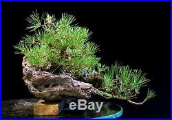 Bonsai Tree Specimen 5 tree group planting Japanese Black Pine JBP5GST-804