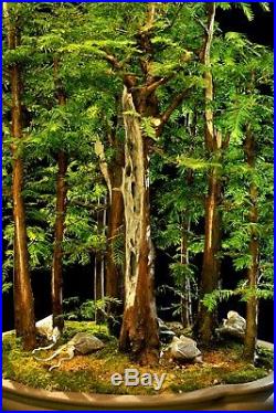 Bonsai Tree Specimen Dawn Redwood Grove DRGST11-830A