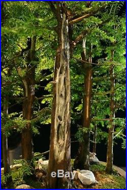 Bonsai Tree Specimen Dawn Redwood Grove DRGST11-830A
