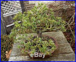 Bonsai Tree Specimen Five Needle Japanese White Pine FNPST-110A