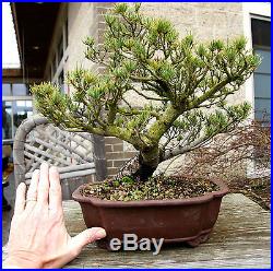 Bonsai Tree Specimen Five Needle Japanese White Pine FNPST-110A