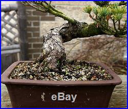 Bonsai Tree Specimen Five Needle Japanese White Pine FNPST-110C