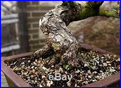 Bonsai Tree Specimen Five Needle Japanese White Pine FNPST-110C