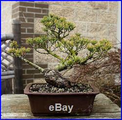 Bonsai Tree Specimen Five Needle Japanese White Pine FNPST-110D