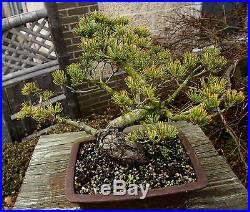 Bonsai Tree Specimen Five Needle Japanese White Pine FNPST-110D