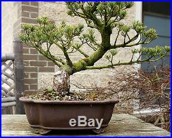 Bonsai Tree Specimen Five Needle Japanese White Pine FNPST-110E