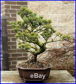 Bonsai Tree Specimen Five Needle Japanese White Pine FNPST-110E