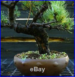 Bonsai Tree Specimen Five Needle Japanese White Pine FNPST-110F