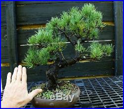 Bonsai Tree Specimen Five Needle Japanese White Pine FNPST-110F