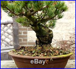 Bonsai Tree Specimen Five Needle Japanese White Pine FNPST-110J
