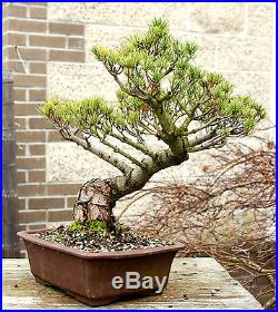 Bonsai Tree Specimen Five Needle Japanese White Pine FNPST-110K