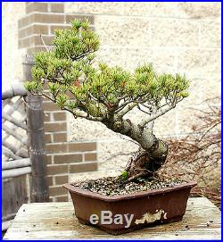 Bonsai Tree Specimen Five Needle Japanese White Pine FNPST-110K