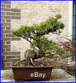 Bonsai Tree Specimen Five Needle Japanese White Pine FNPST-110L