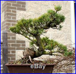 Bonsai Tree Specimen Five Needle Japanese White Pine FNPST-110L