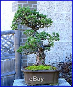 Bonsai Tree Specimen Five Needle Japanese White Pine FNPST-218D
